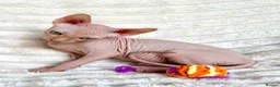 Sphynx cats for sale: Canadian Sphynx Kittens  - Advert 13