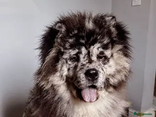 Chow Chow dogs 🩷 Rare World KC Merle Chow Chow Girl BLUU 🩷🐾 - Advert 3
