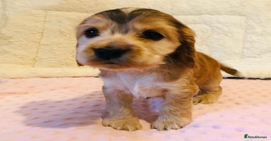 Cocker Spaniel dogs - Advert 3