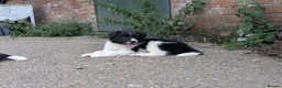 Border Collie dogs for sale: Border Collie Puppies for sale - Advert 11