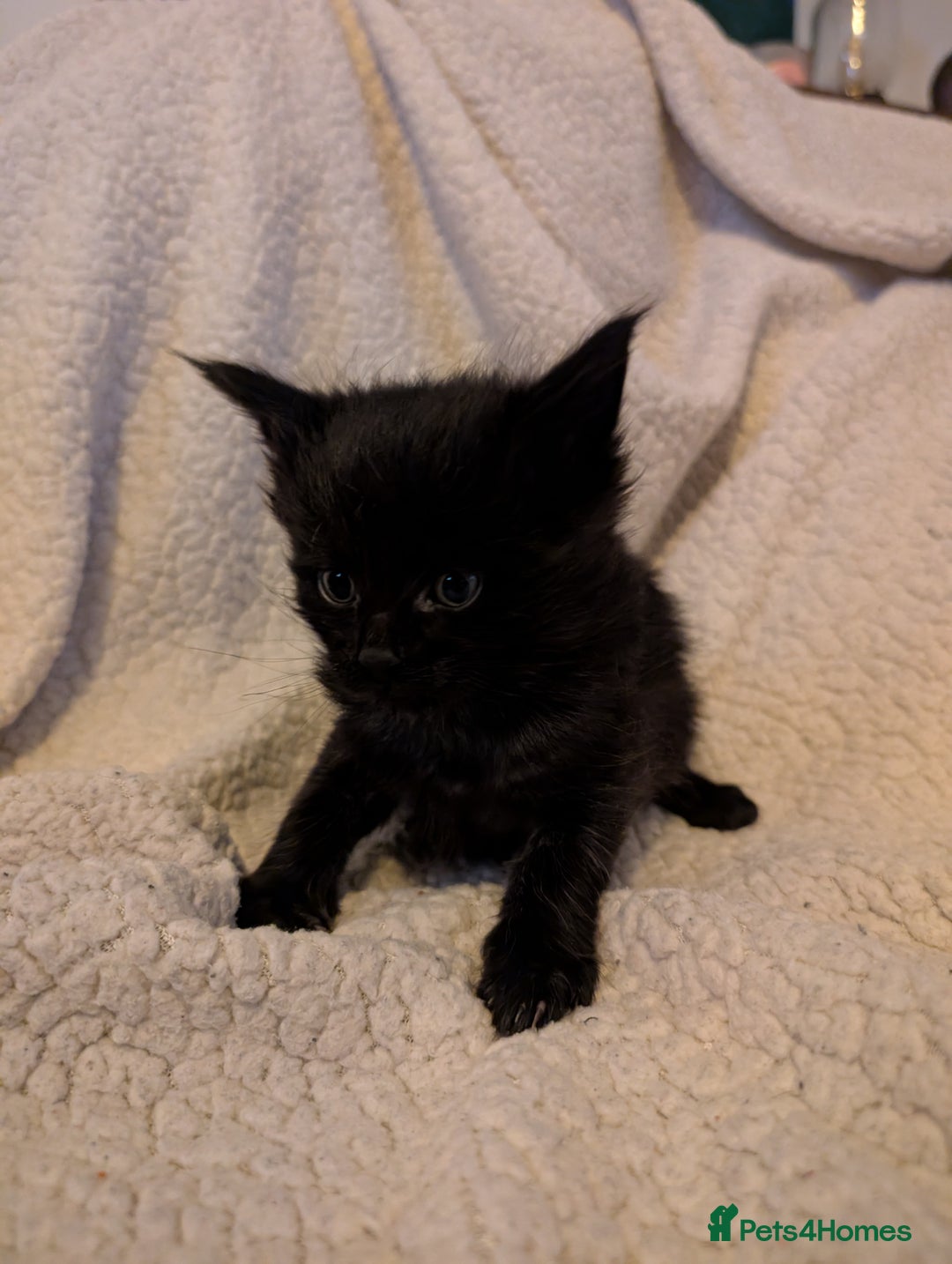 Maine Coon cats for sale: 6 Beautiful main coon kittens - Advert 12