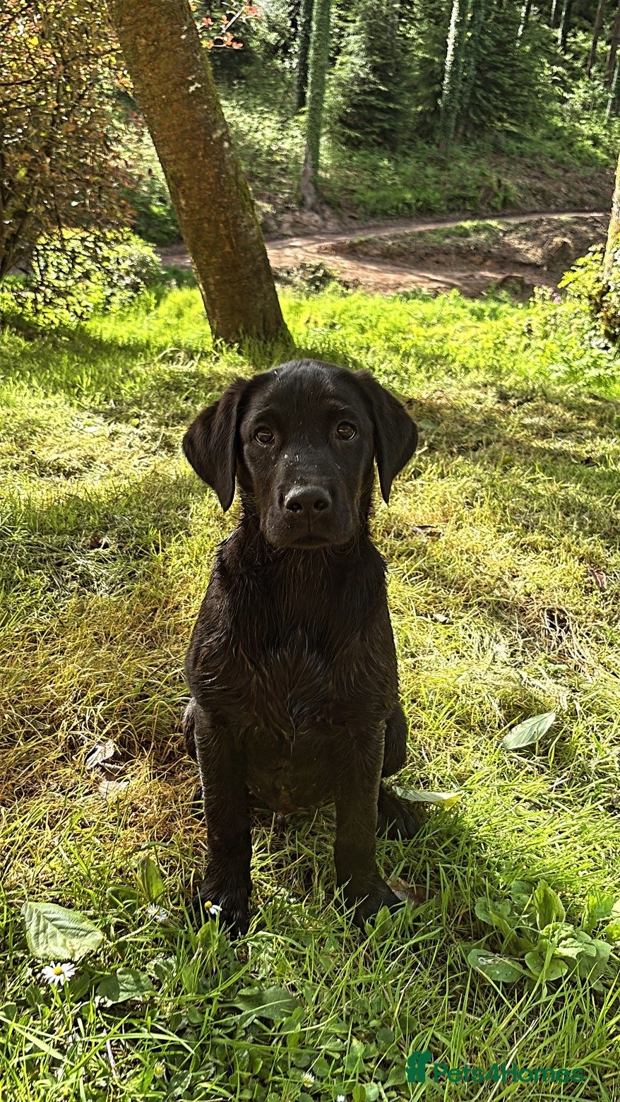 Labrador Retriever dogs 1 boy left Kc registered Labrador puppies   - Advert 9