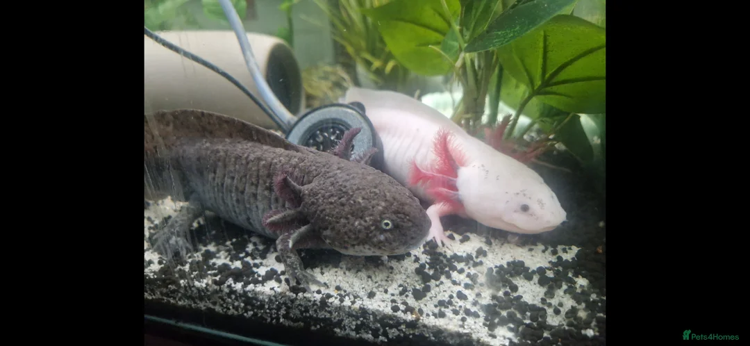 Axolotl reptiles for sale: 2 axolotls full set up - Advert 1