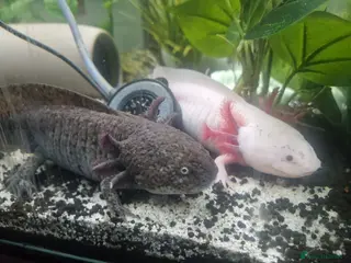 Axolotl reptiles 2 axolotls full set up - Advert 4