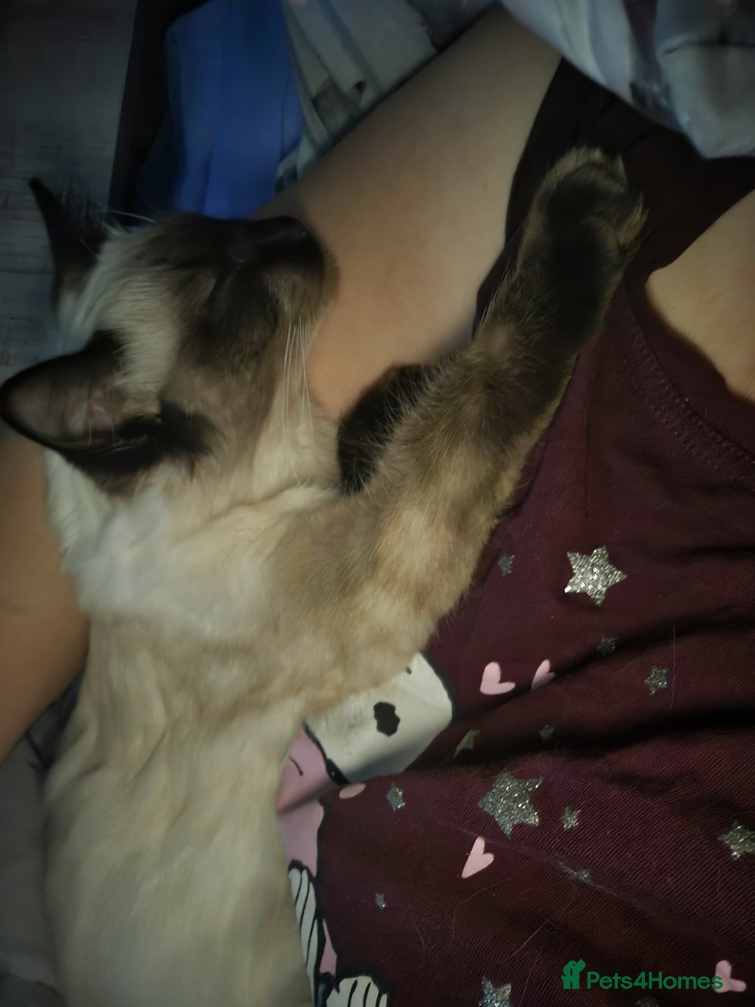 Ragdoll cats for sale: Seal Point Ragdoll Female Cat - Advert 12