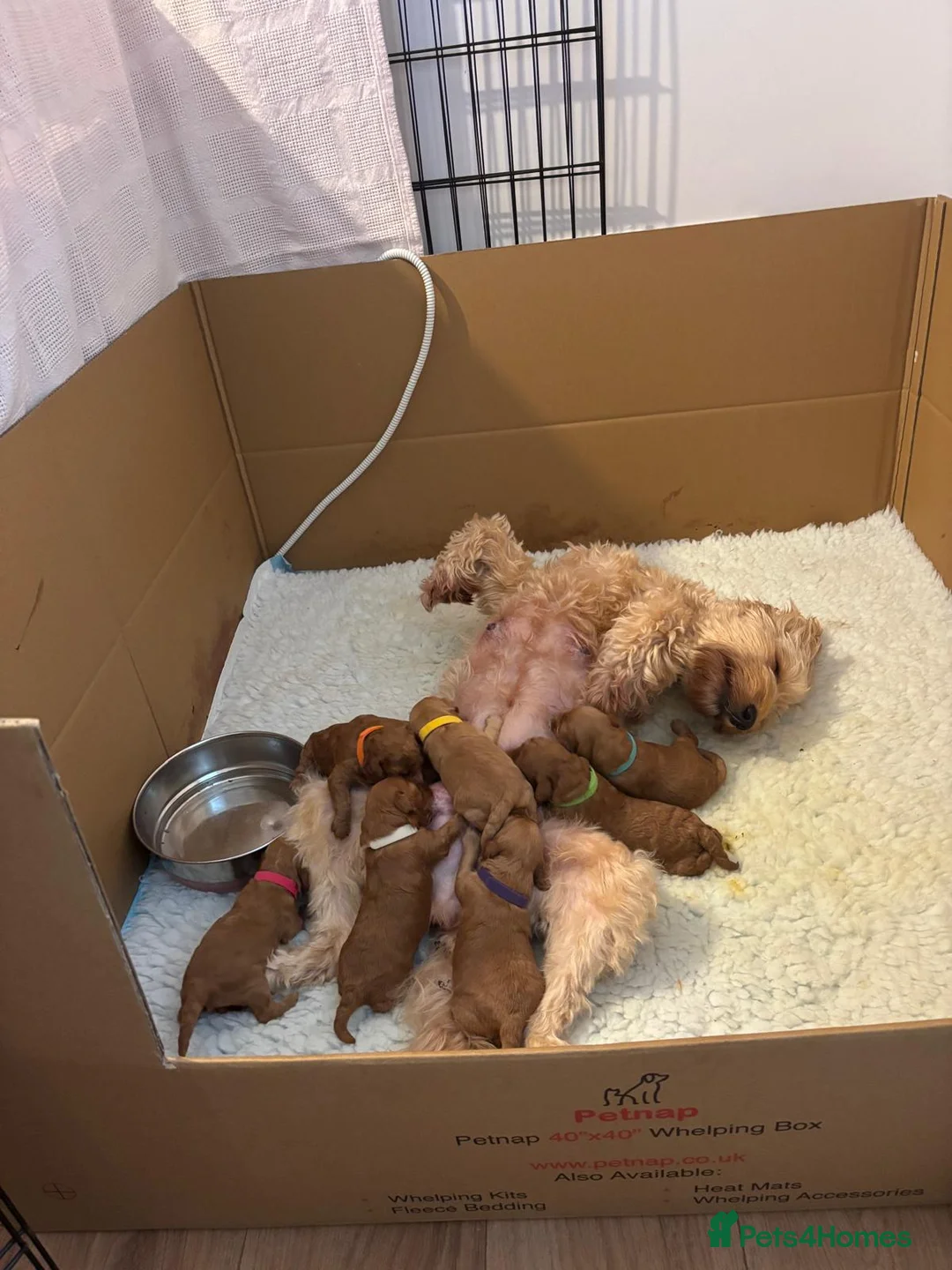 Mixed Breed dogs for sale: Miniature Double Doodles - Advert 12