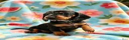 Dachshund dogs for sale: Litter of 5 stunning dachshund pups - Advert 15