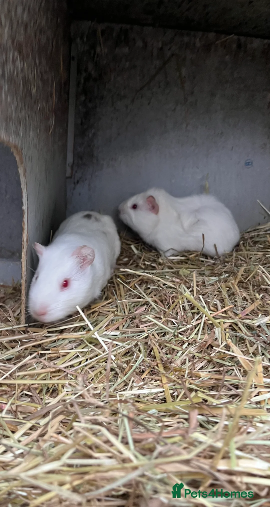 Guinea Pig rodents for sale: baby boys guinea pigs - Advert 2