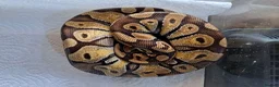 Snake reptiles for sale: Royal Pythons, Boa, Olive python Hoggies, Tortoise in Andover - Advert 8