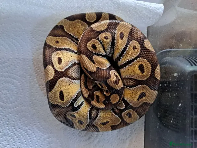 Snake reptiles for sale: REDUCED!! - Royals, Red Foot Tortoise, Frog, Toad - Advert 2