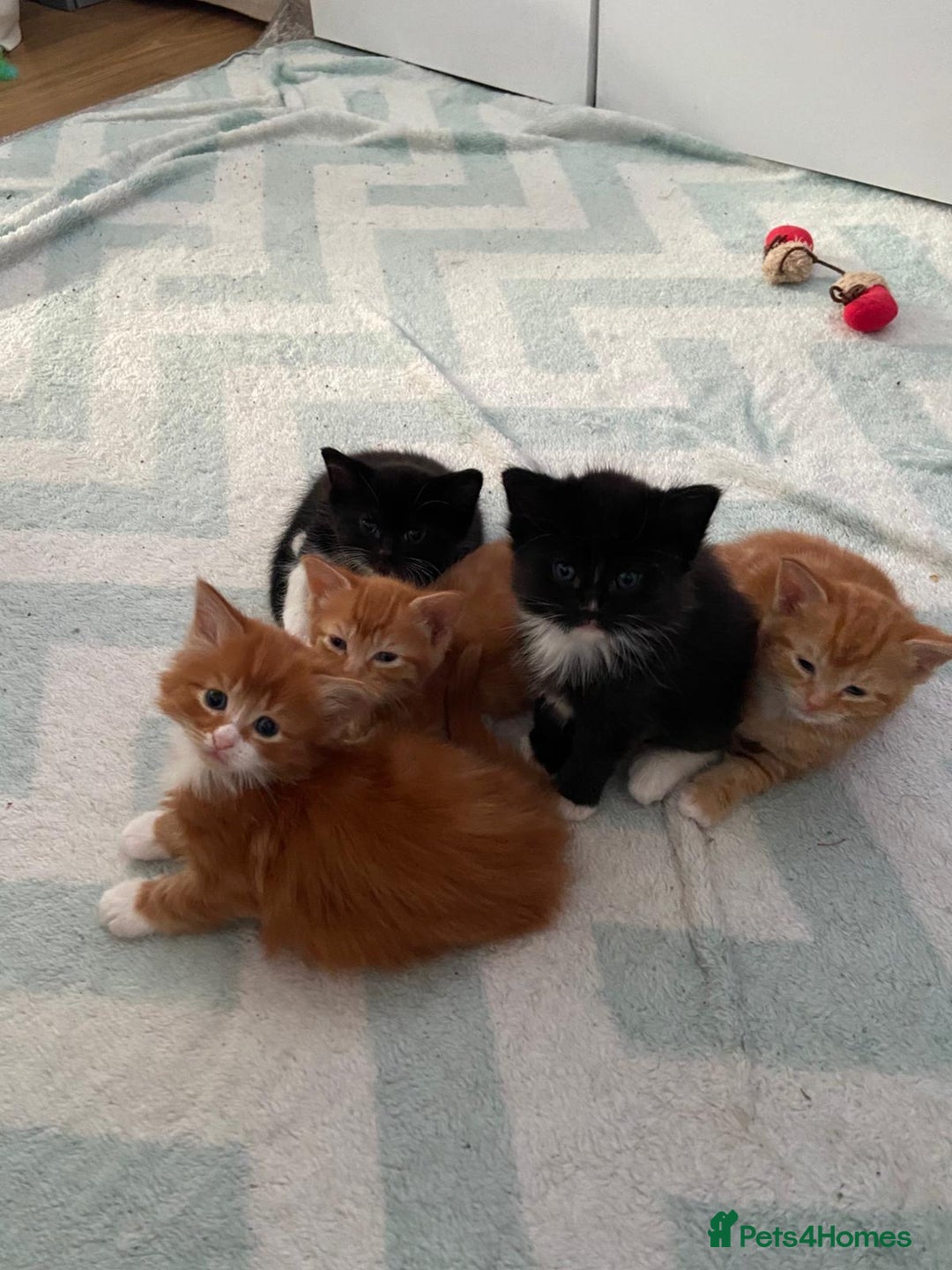 Mixed Breed cats for sale: 5 Beautiful Half-Ragdoll kittens ❤️ - Advert 7