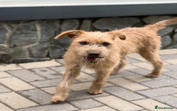 Mixed Breed dogs for adoption: Sweet Sunny Needs LOVE - Image 5