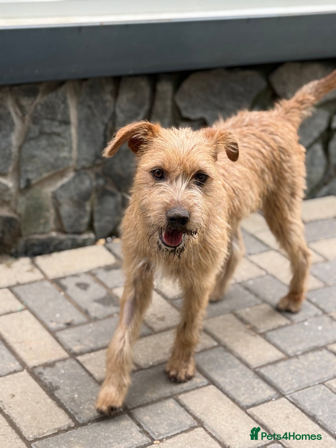 Mixed Breed dogs for adoption: Sweet Sunny Needs LOVE - Image 5