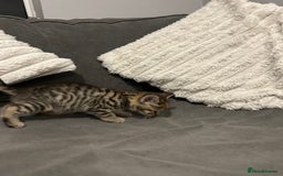 Mixed Breed cats for sale: 4 gorgeous kittens ready for amazing homes  - Advert 15