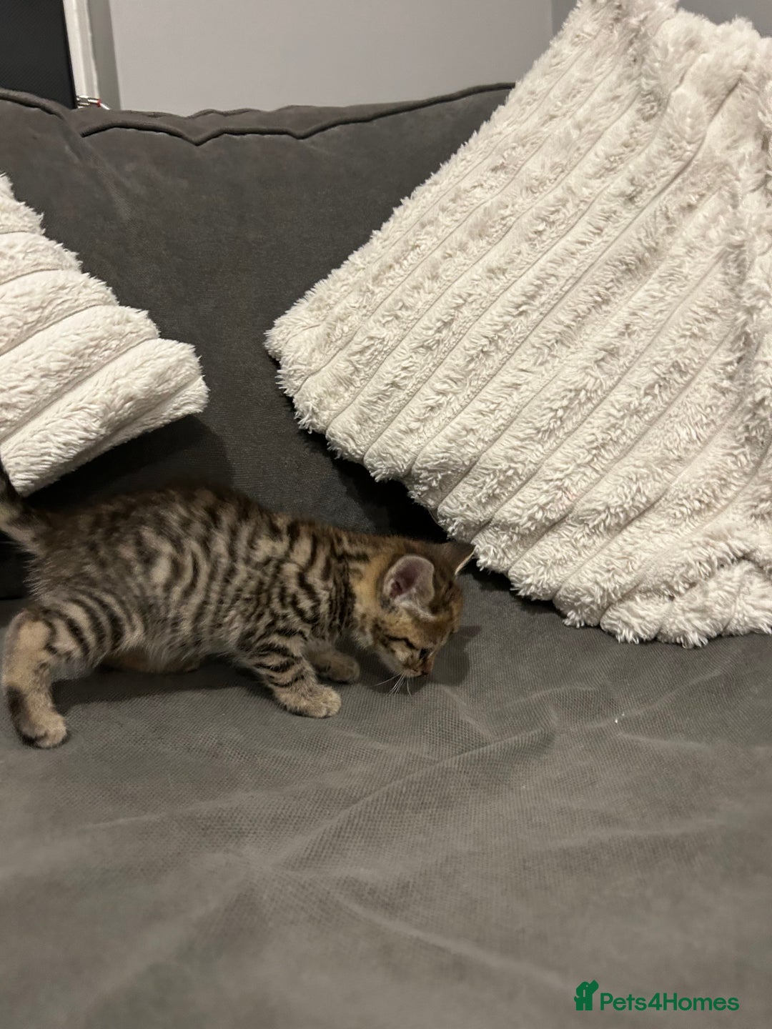 Mixed Breed cats for sale: 4 gorgeous kittens ready for amazing homes  - Advert 15