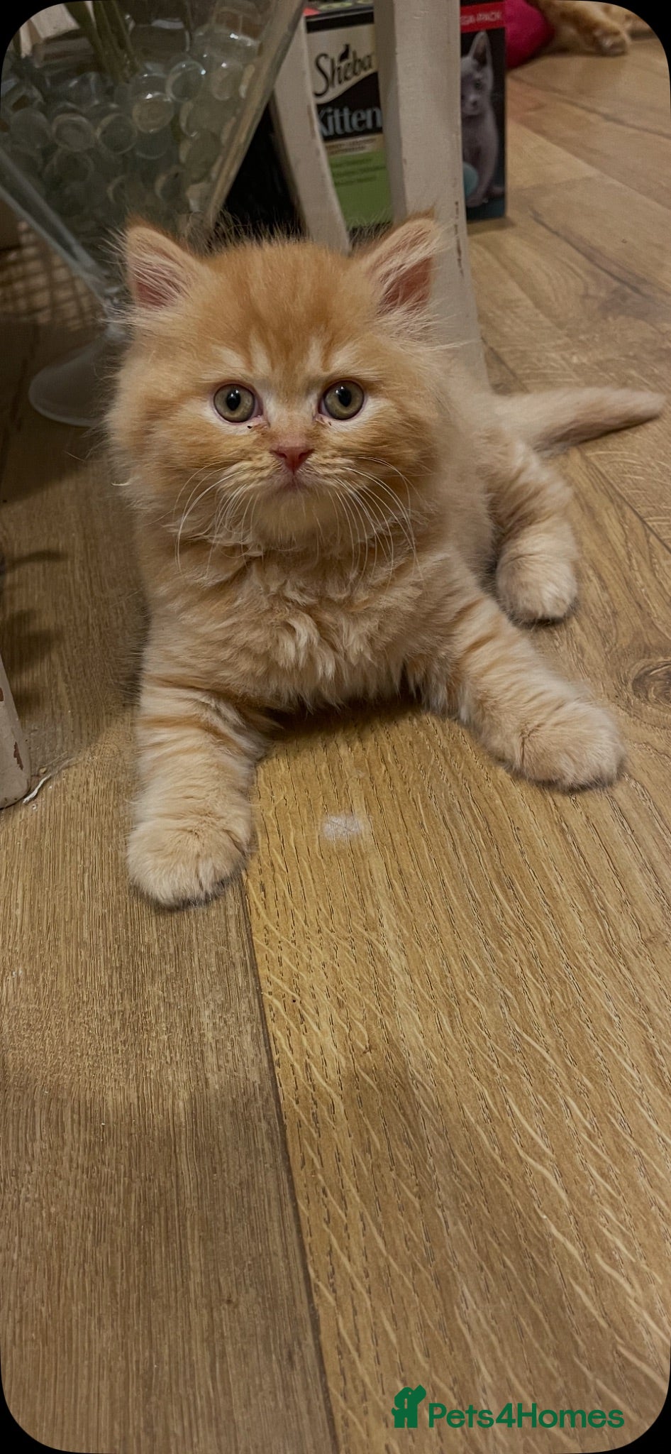 British Longhair cats British Lonhair Cross Kittens - Advert 4