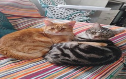 British Shorthair cats for sale: Archie - Image 5