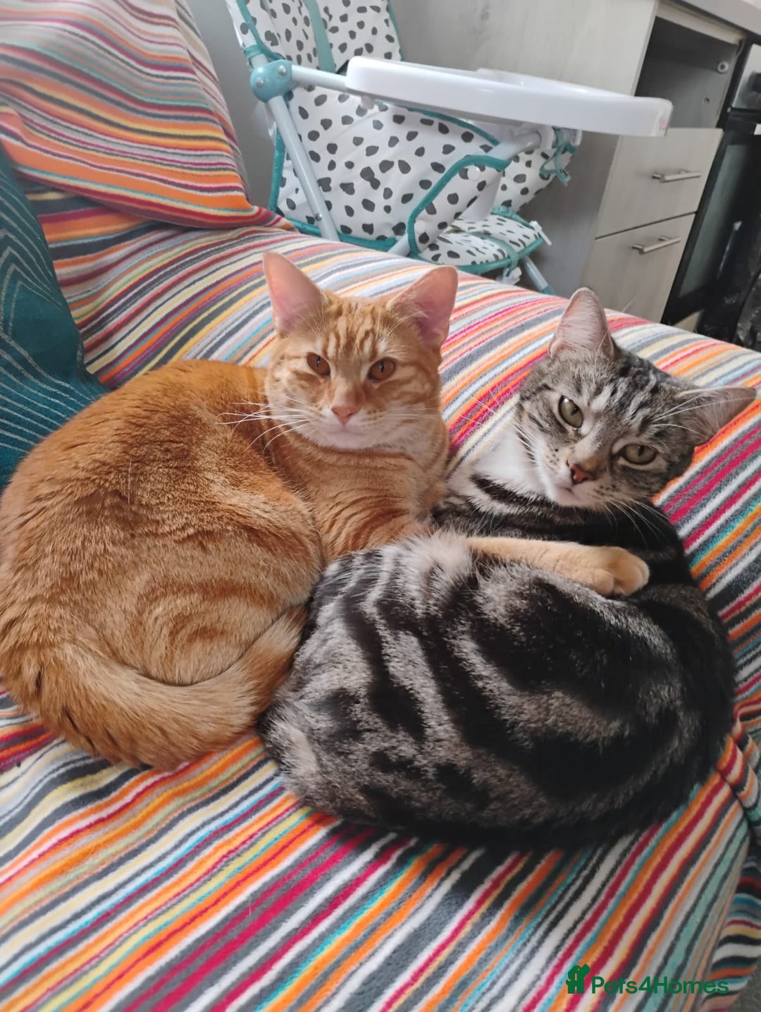 British Shorthair cats for sale: Archie - Image 5