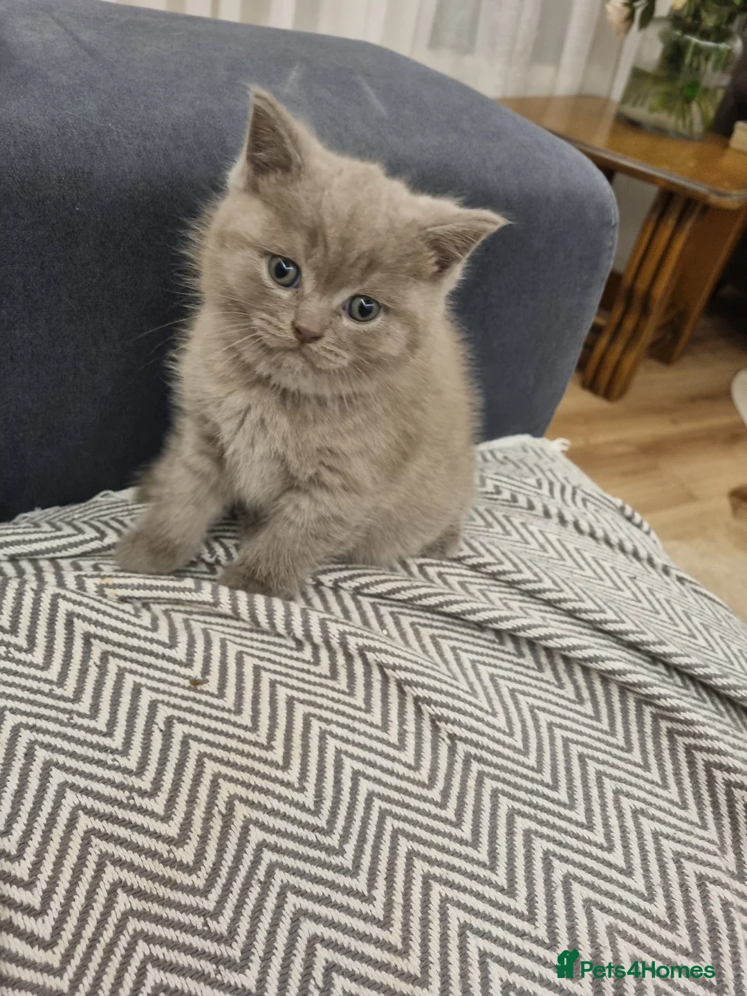 Scottish Fold cats for sale: Last Scottish fold kitten!  - Advert 6