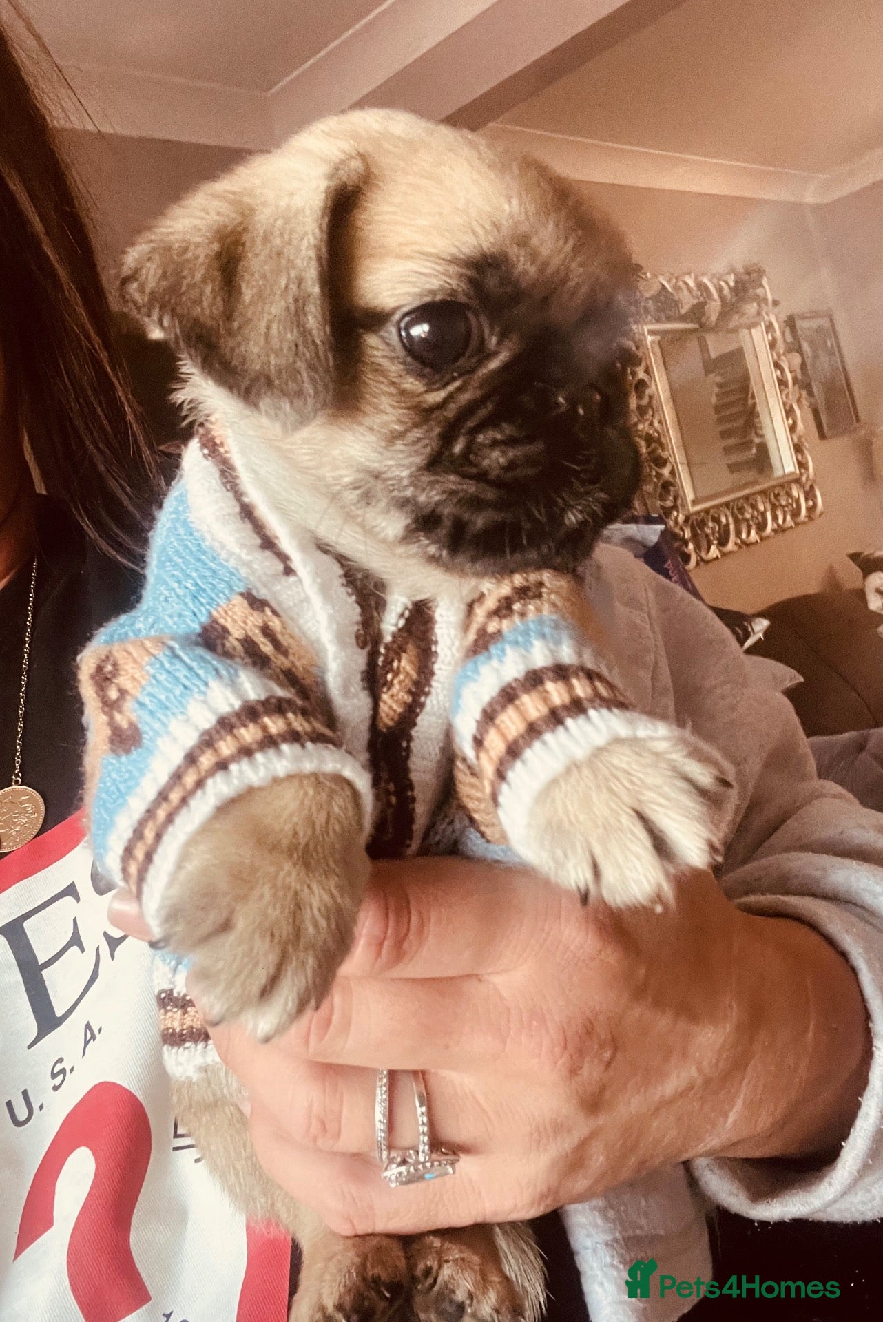 Pug dogs Stunning unique pug puppies - Advert 1