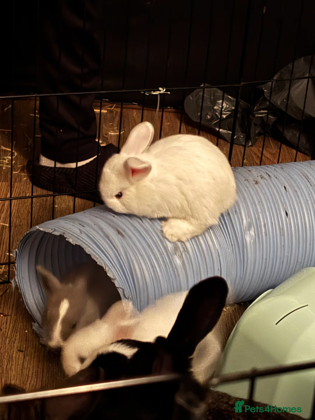 Mixed Breed rabbits for sale: 5 mixed baby rabbits - Advert 5