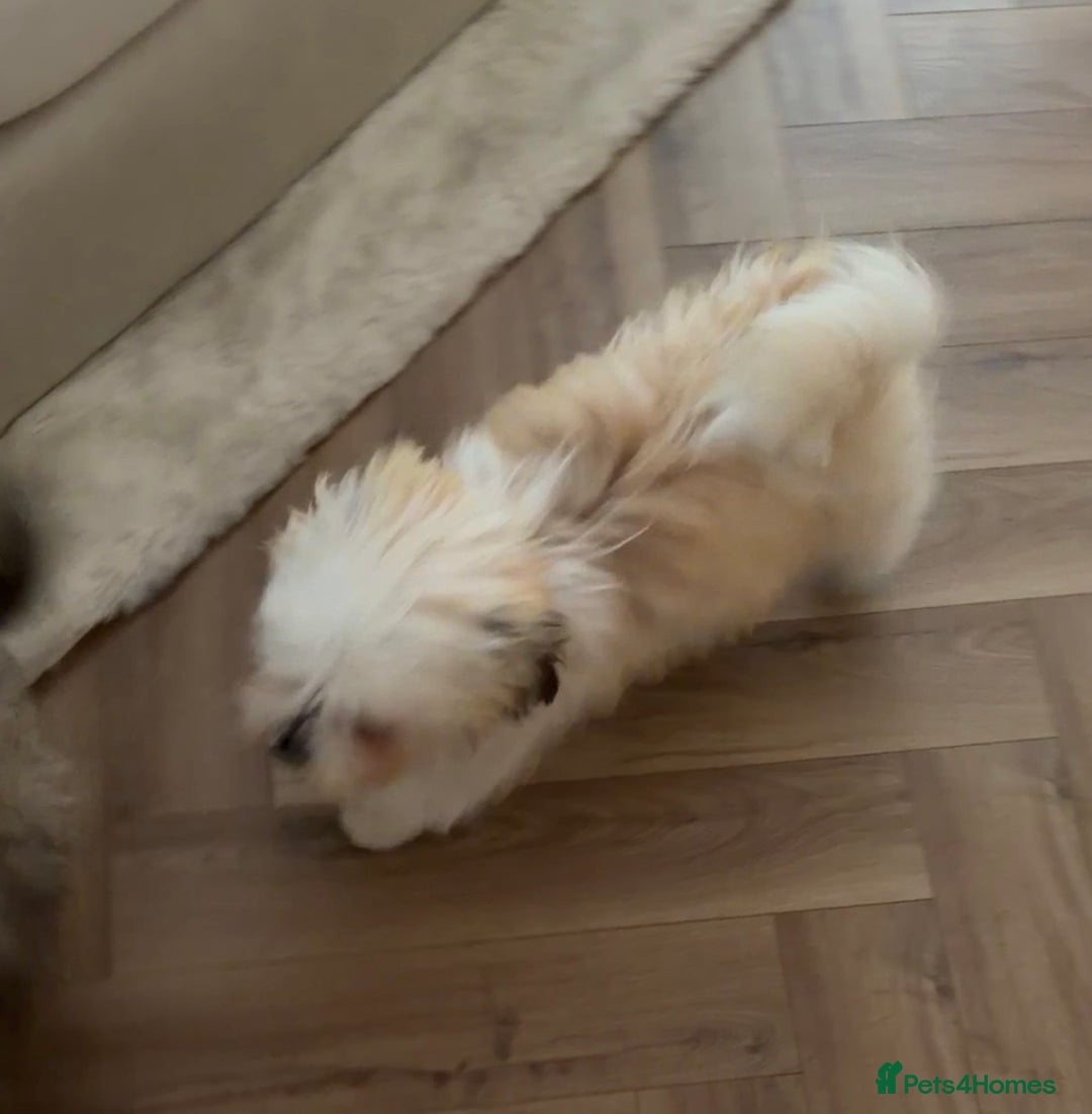 Malshi dogs for sale: Beautiful Malshi girl - Advert 2