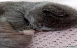 British Shorthair cats for sale: Adorable blue grey kittens - Image 2