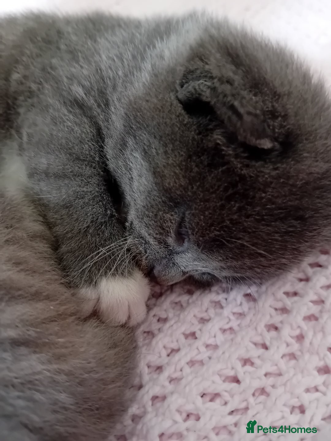 British Shorthair cats for sale: Adorable blue grey kittens - Image 2