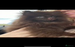 Pomeranian dogs for sale: Beautiful teddy bear chocolate boy  - Image 5