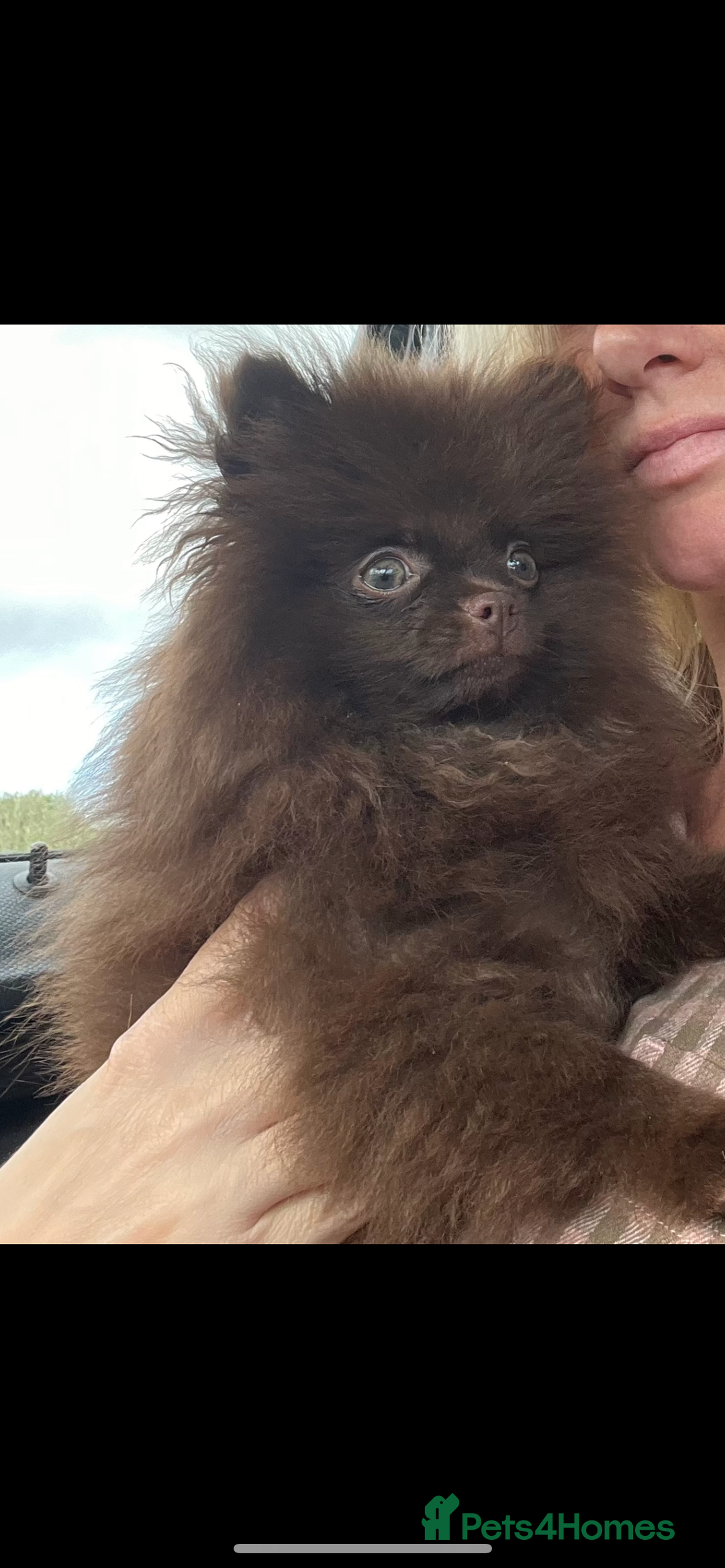 Pomeranian dogs for sale: Beautiful teddy bear chocolate boy  - Image 5