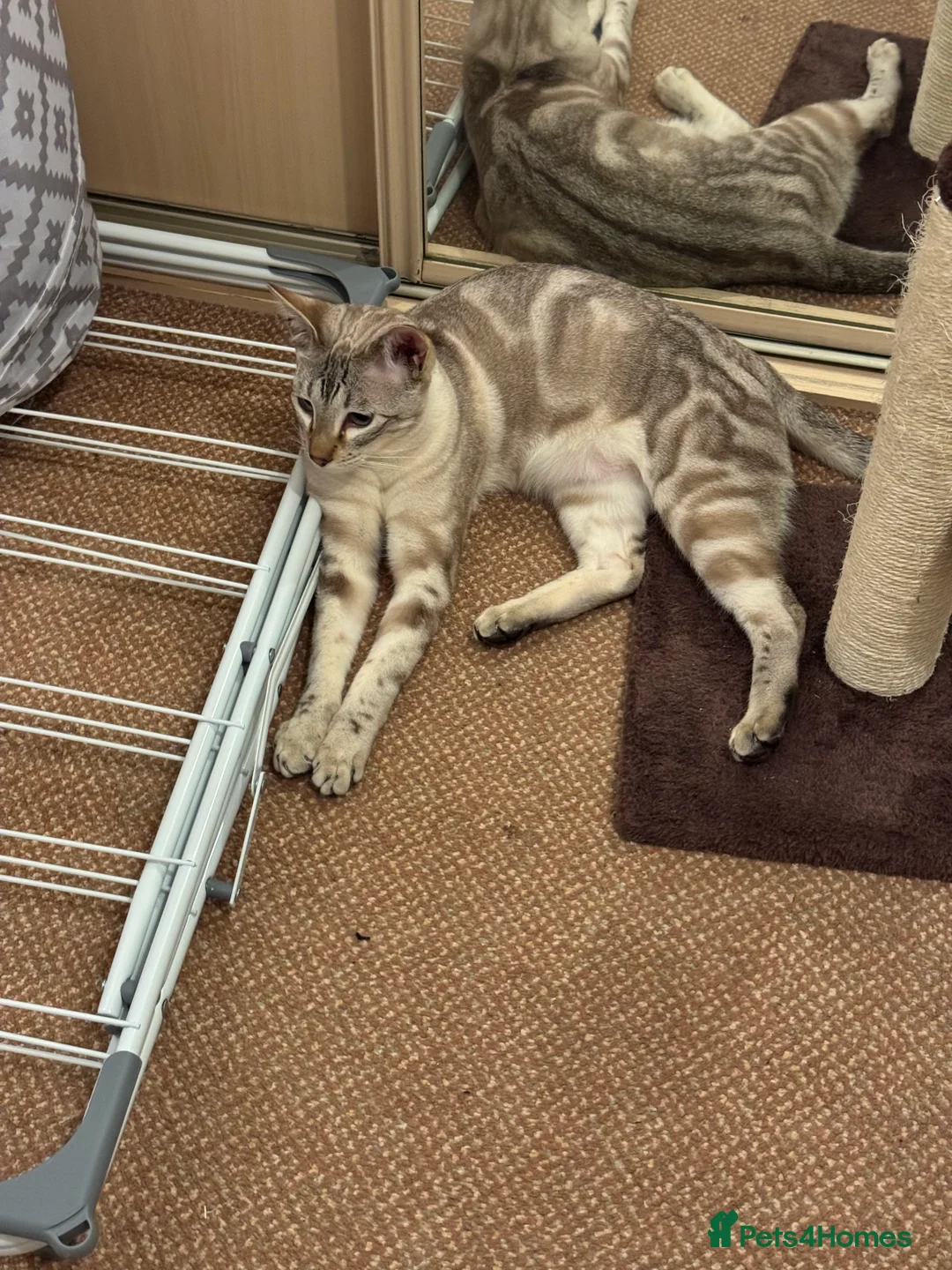 Mixed Breed cats for sale: 8 month old neutered male kitten - Advert 2