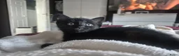 Mixed Breed cats for sale: 3 beautiful loving and playful kittens for sale - Advert 9