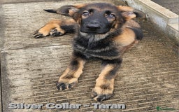 German Shepherd dogs for sale: 🔹️*REDUCED* handsome straight back KC gsp🔹️ - Image 7