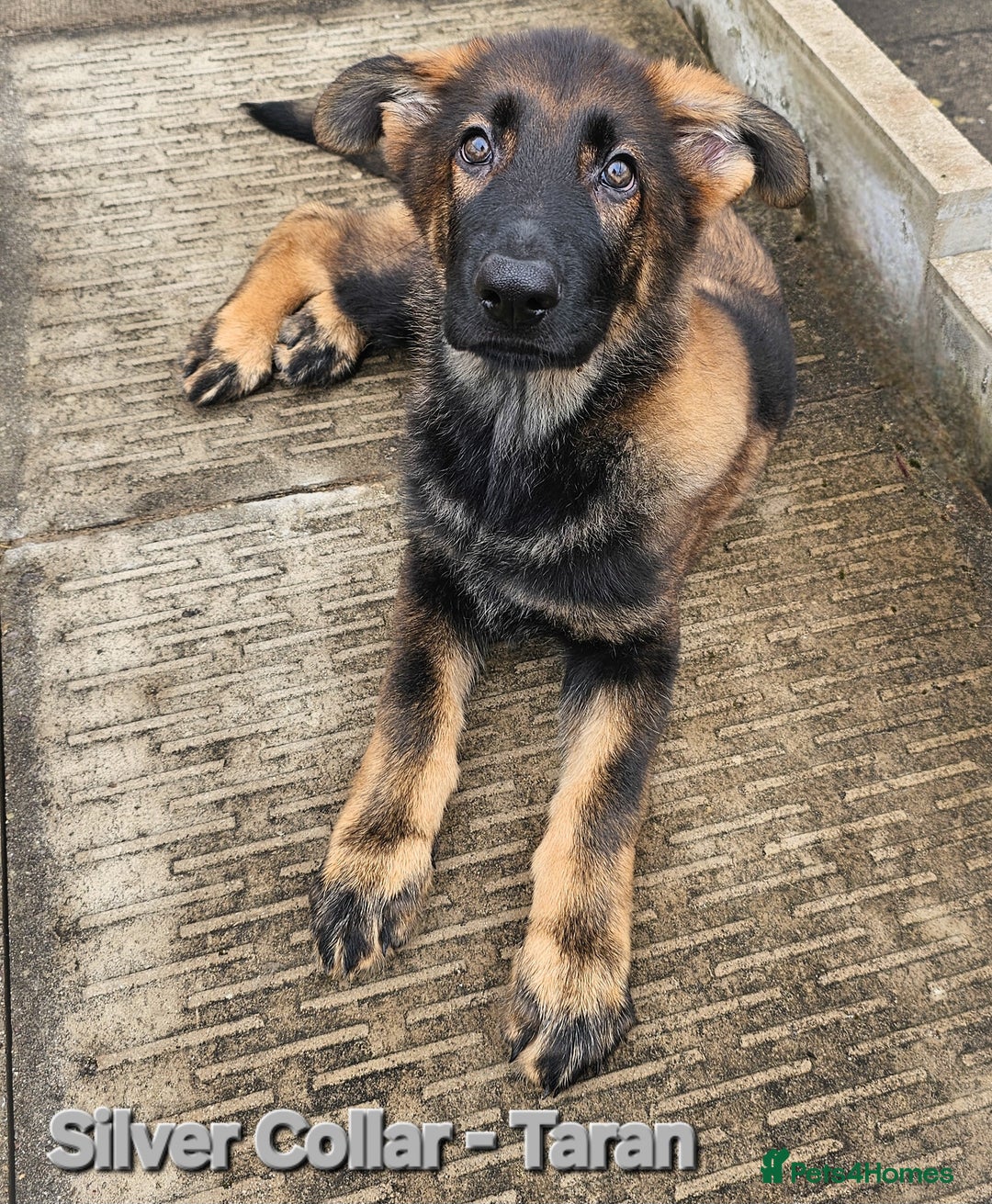 German Shepherd dogs for sale: 🔹️*REDUCED* handsome straight back KC gsp🔹️ - Image 7