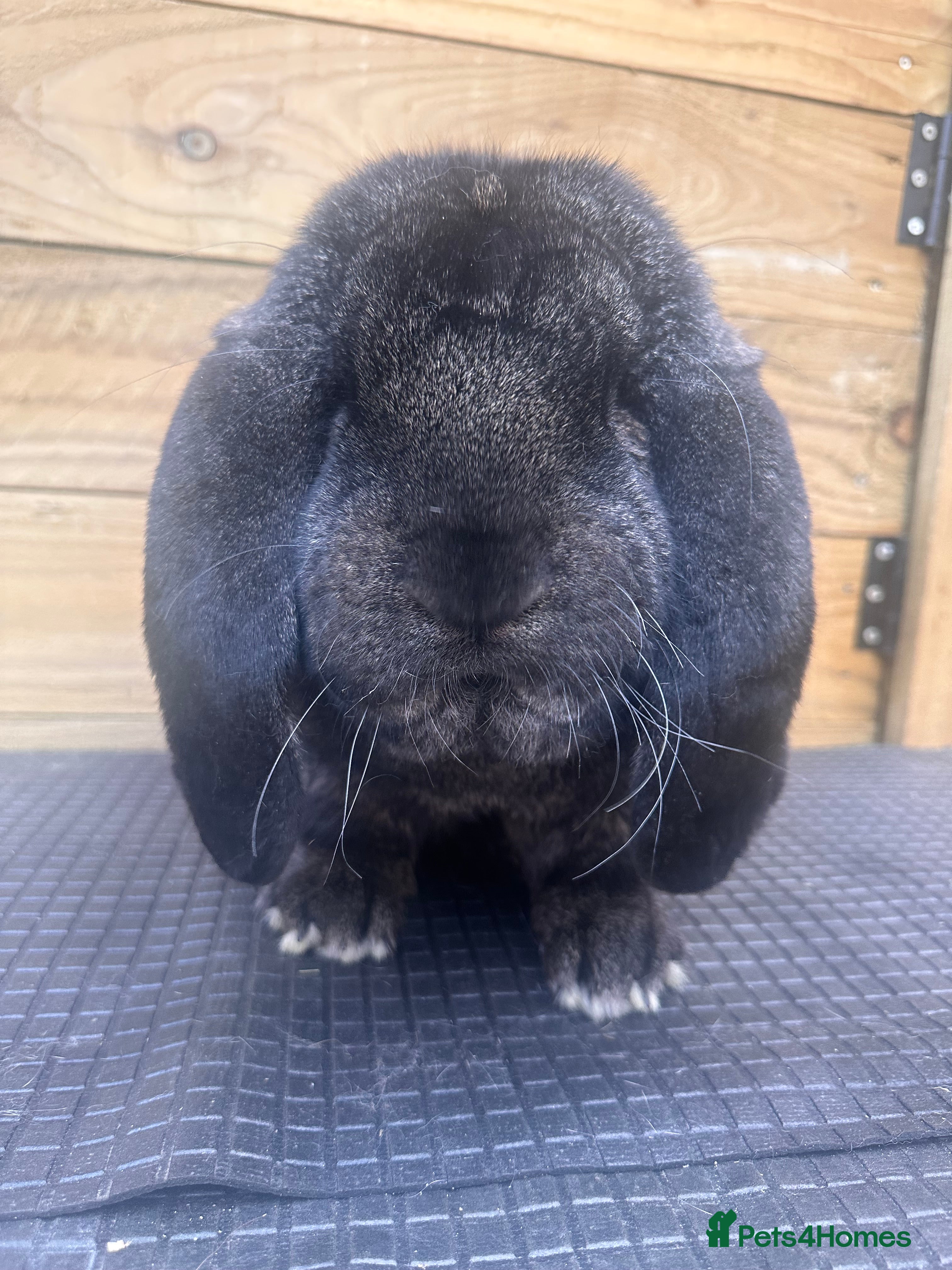 French Lop rabbits for sale: French lop - Advert 13