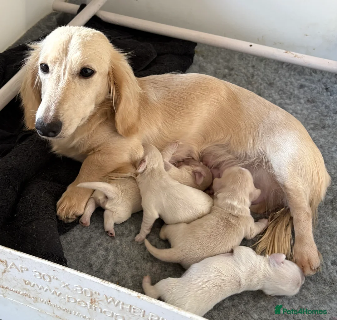 Miniature Dachshund dogs for sale: Longhair Cream Mini Dachshund Puppies  - Advert 1