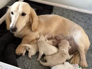 Miniature Dachshund dogs Longhair Cream Mini Dachshund Puppies - Advert 16