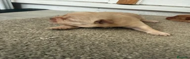Shihpoo 2