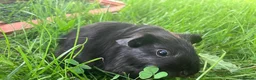 Guinea Pig rodents for sale: Two gorgeous guinea pigs for sale - Advert 2
