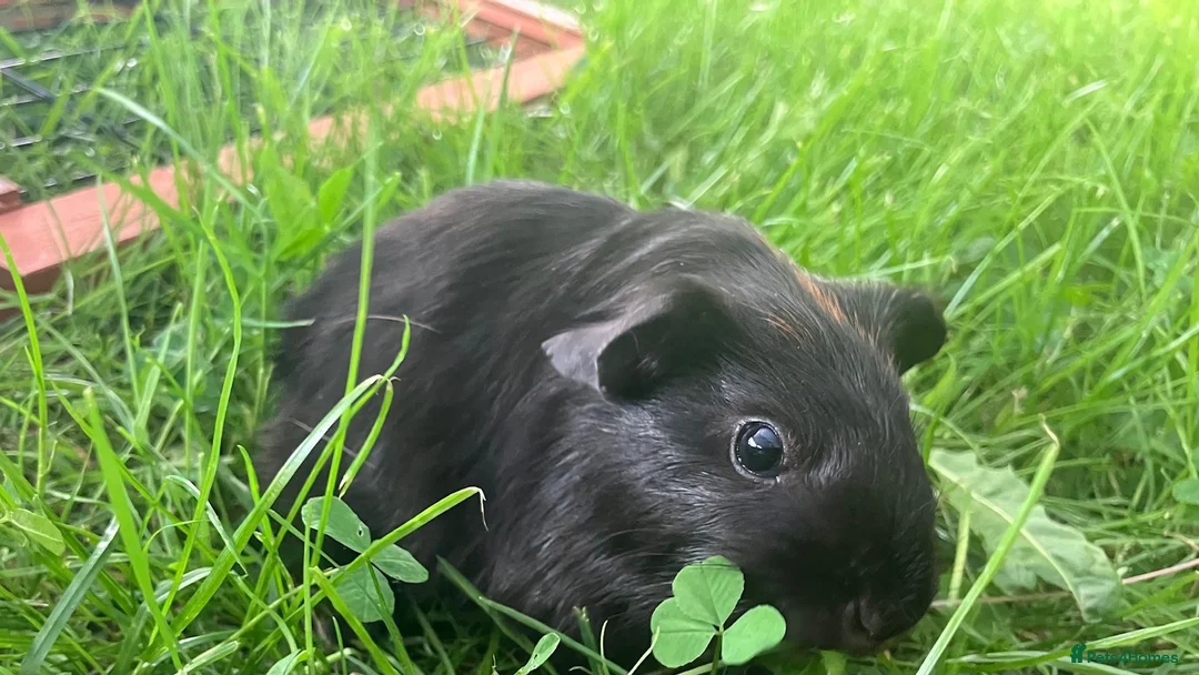 Guinea Pig rodents for sale: Two gorgeous guinea pigs for sale - Advert 2