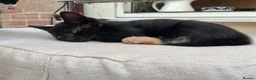 Mixed Breed cats for sale: 4 Gorgeous Ragdoll Cross Kittens - Advert 6