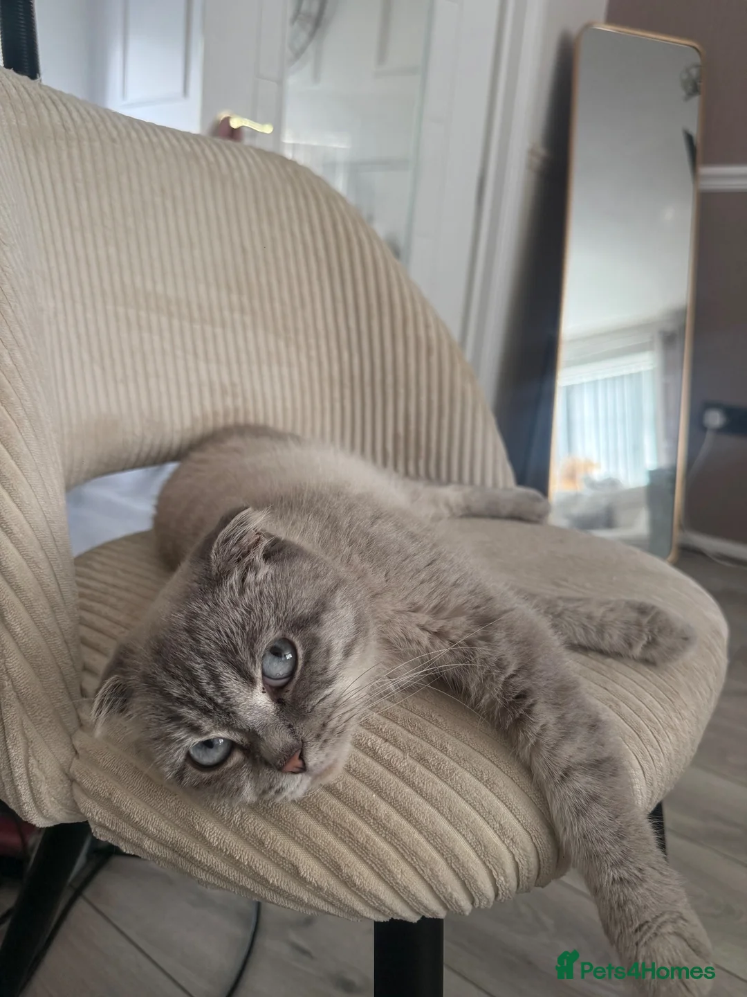 British Shorthair cats for sale: British shorthair kittens - Advert 2