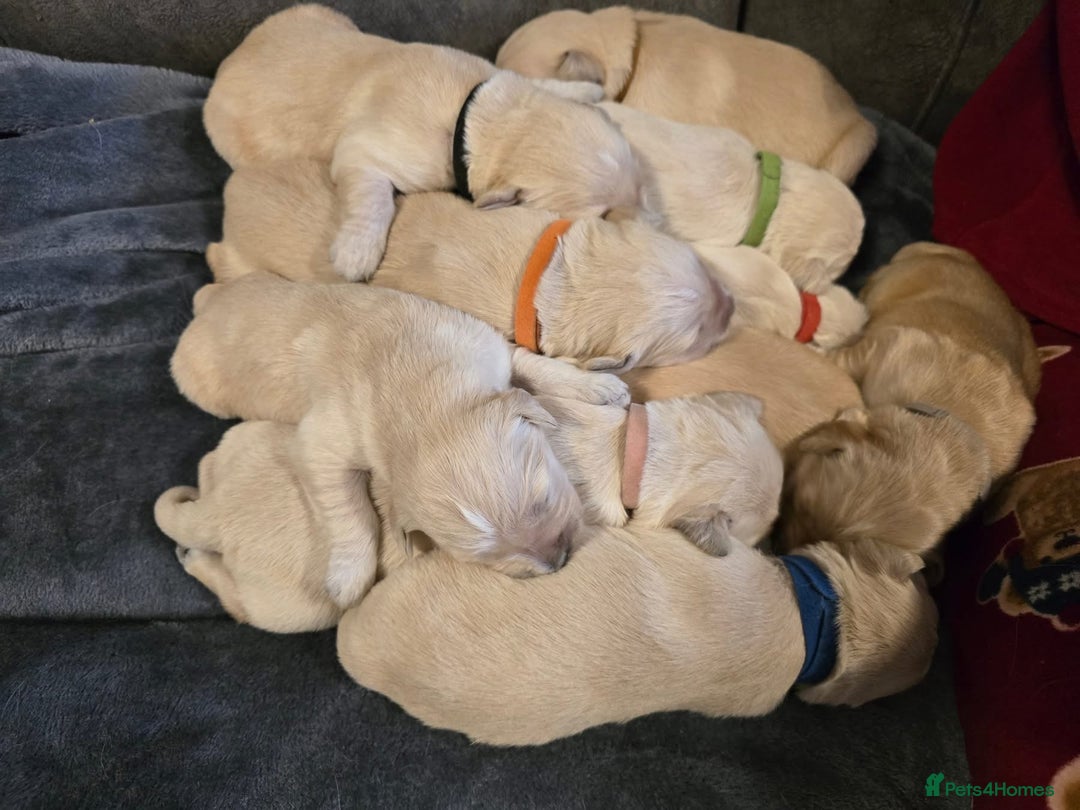 Golden Retriever dogs for sale: Stunning Golden Retrievers. 4 Boys / 4 Girls - Advert 3