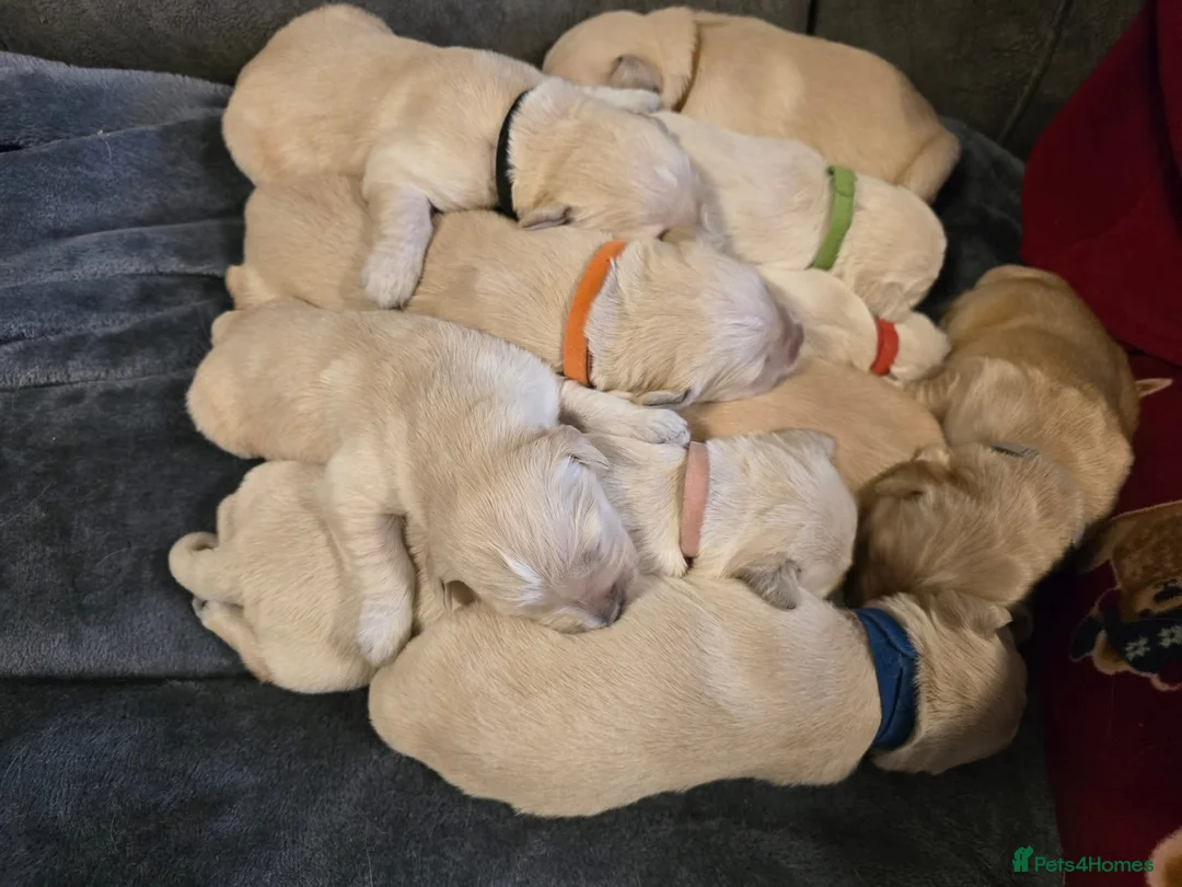 Golden Retriever dogs for sale: Stunning Golden Retrievers. 1 Boys / 1 Girls - Advert 3