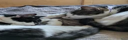 Mixed Breed cats for sale: Lovely kitten looking new home  in Burnley - Advert 1