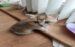 British Shorthair cats for sale: Adorable gorgeous pure British Shorthair Kittens  - Image 9