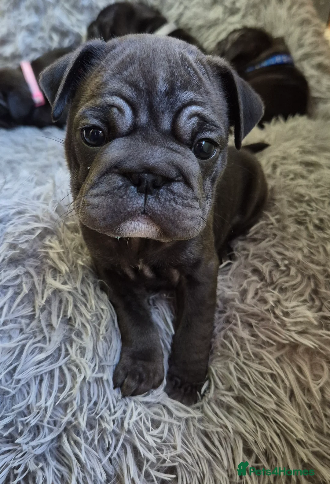 Frug dogs for sale: Frugs - Advert 8