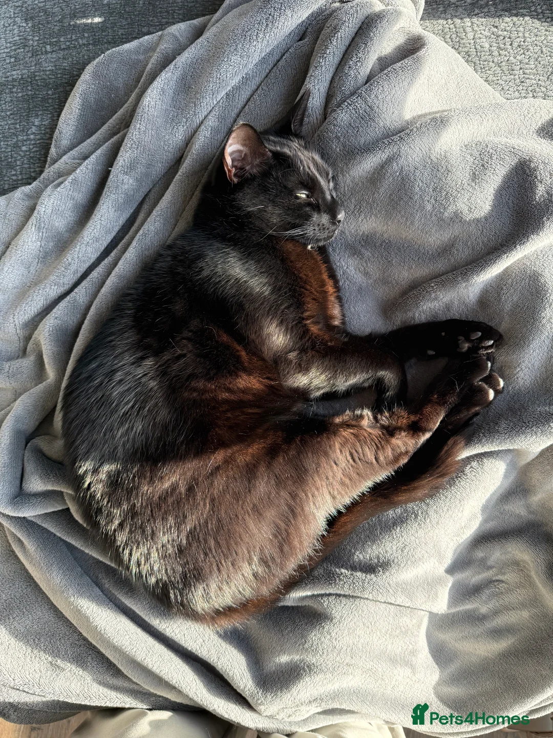 Mixed Breed cats for sale: Energetic Black Cat Looking for Active Loving Home - Advert 23