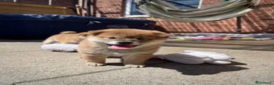 Japanese Shiba Inu Puppy 2