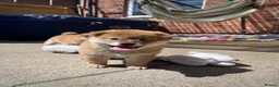 Japanese Shiba Inu dogs for sale: KC registered Japanese Shiba Inu puppies - Advert 35